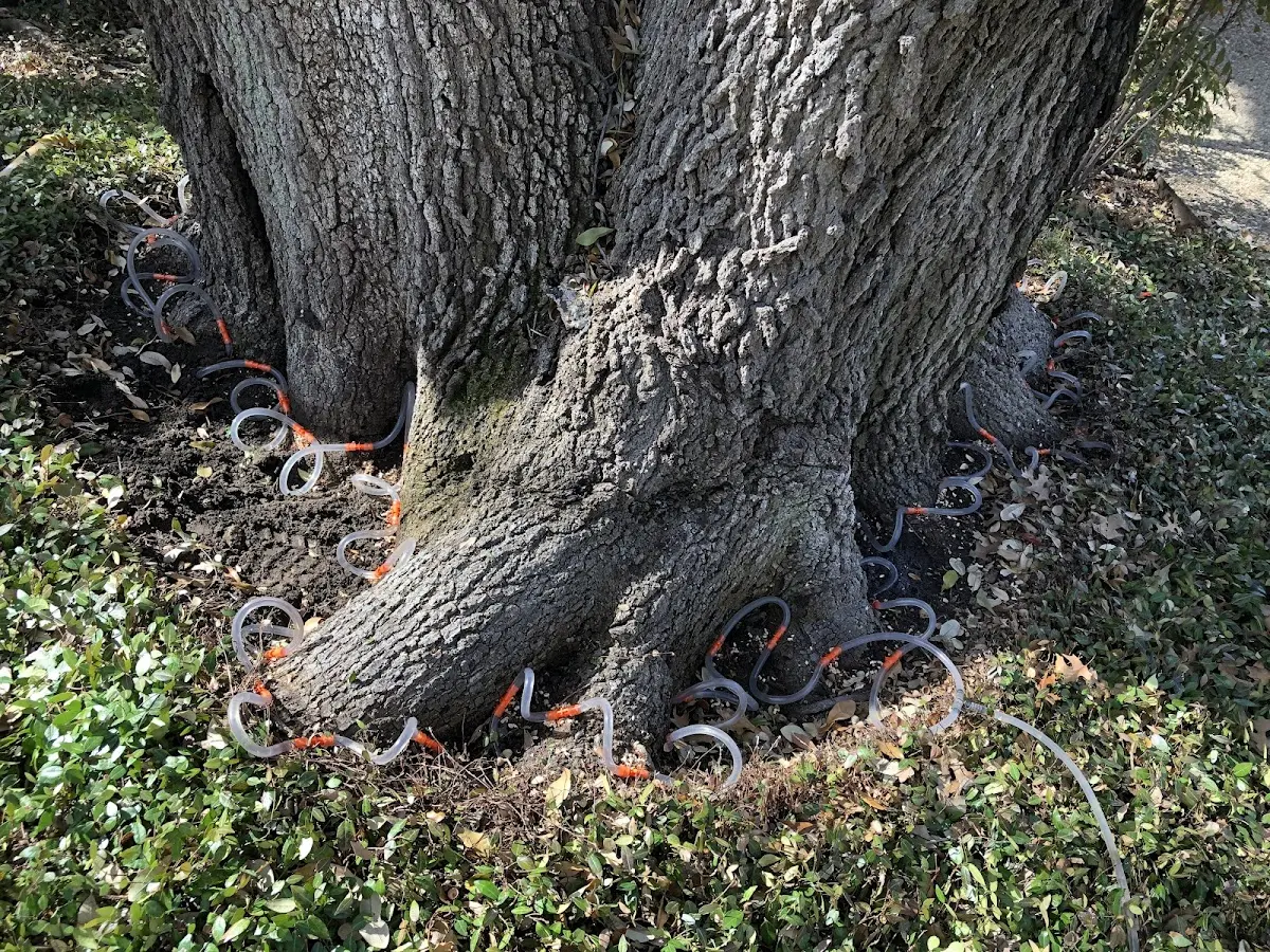 Detailed Tree Cabling and Bracing job site in Tetonia