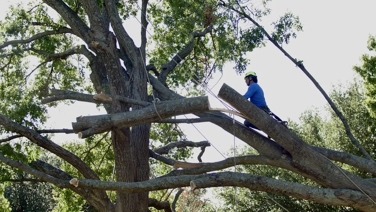 Professional Hazardous Tree Removal performed by certified arborists in Tetonia