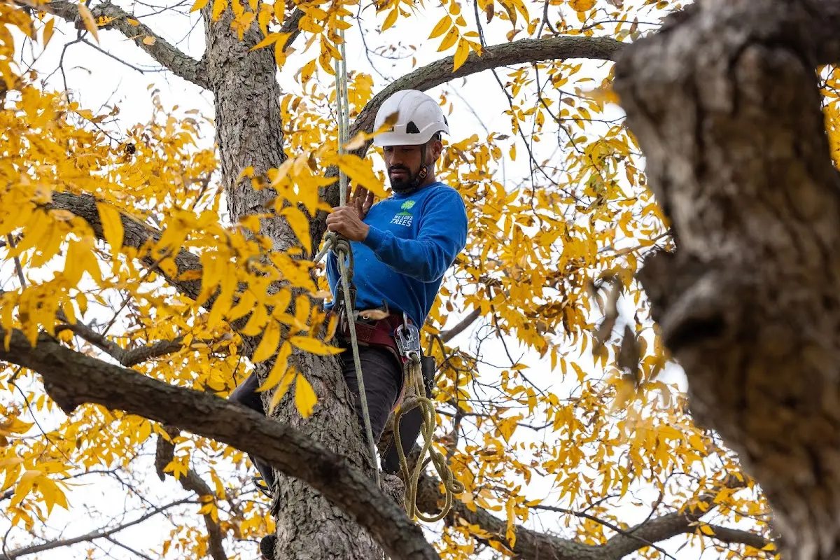 Skilled Tree Pruning crew working in Tetonia